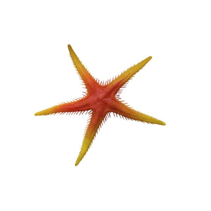 starfish