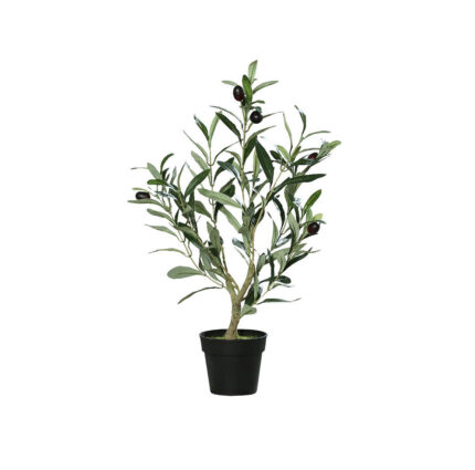 Olive tree