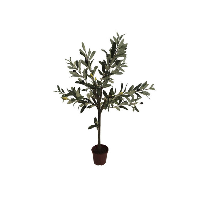 Olive tree 2