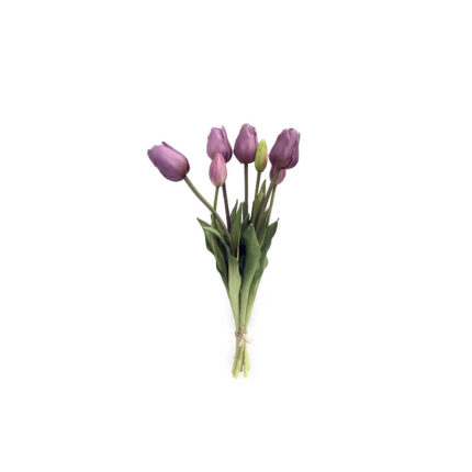 Tulip purple