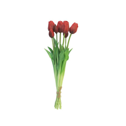 tulip red