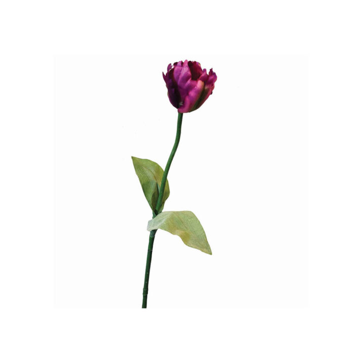 tulip lennox purple