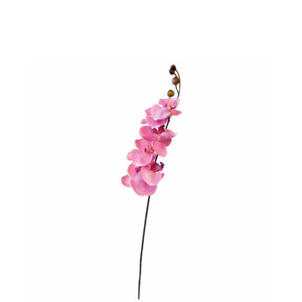 Phaleanopsis spray pink