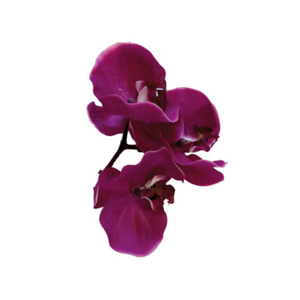 Phalaenopsis pick purple