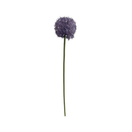 Allium Quin purple