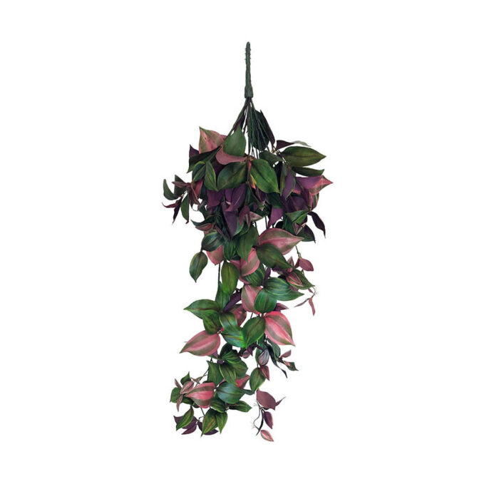 Tradescantia Zebrina