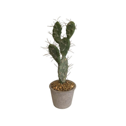 CACTUS 4