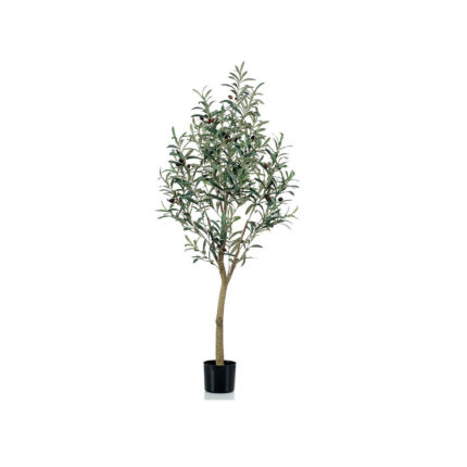 OLIVE TREE 5