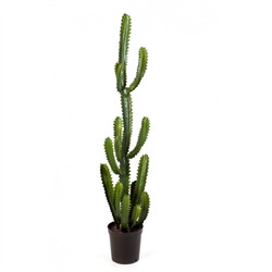 FINGER CACTUS 2