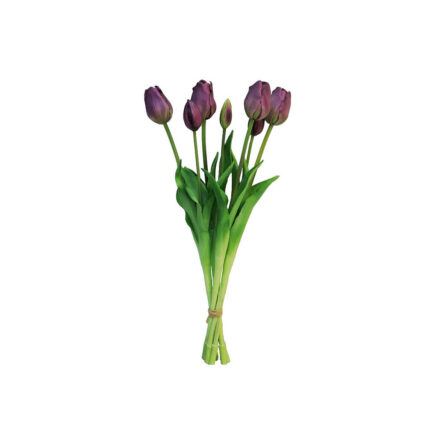 TULIP Dark purple