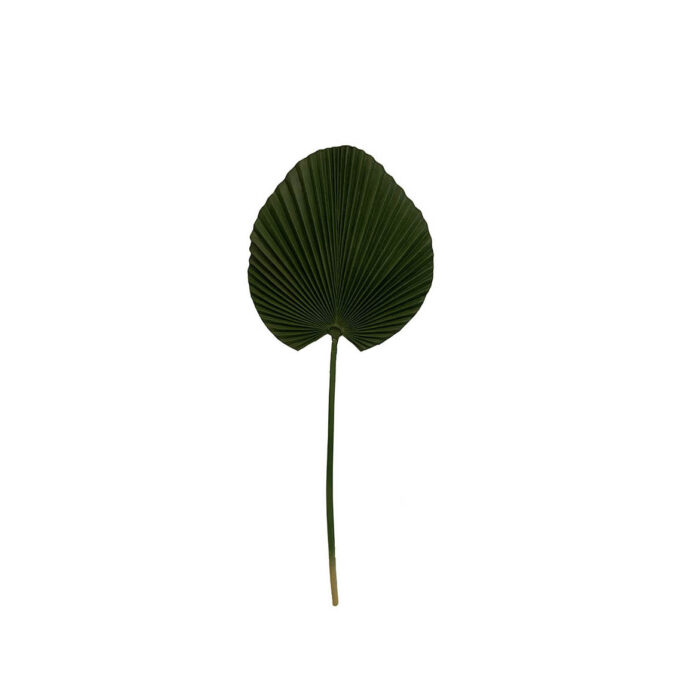 Washingtonia Leaf