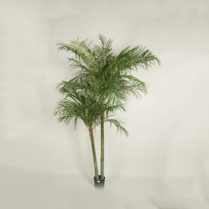 ARECA PALM X 2