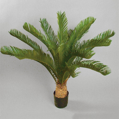 CYCAS PALM