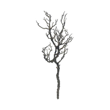 Dry Tree Branch