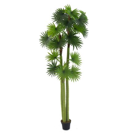 Fan Palm Tree