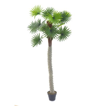 Fan Palm Tree