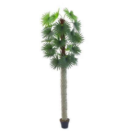 Fan Palm Tree