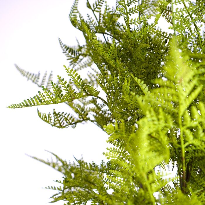 Fern plant