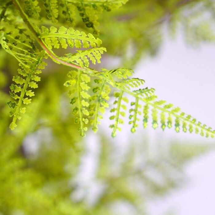 Fern plant