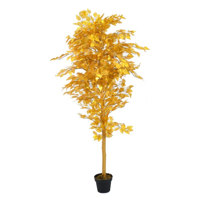 Ficus Gold Tree