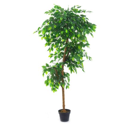 Ficus Tree