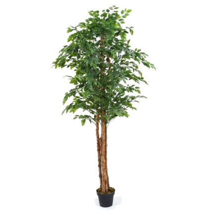 Ficus Tree