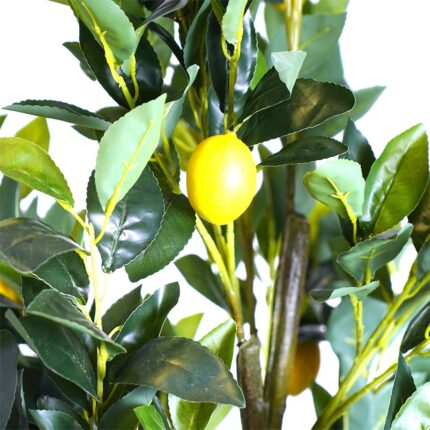 Lemon tree 2