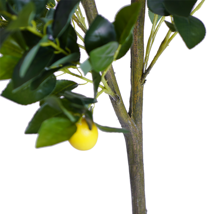 Lemon tree 2