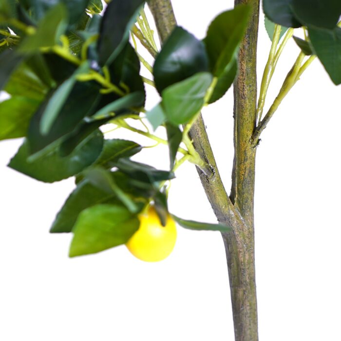 Lemon tree