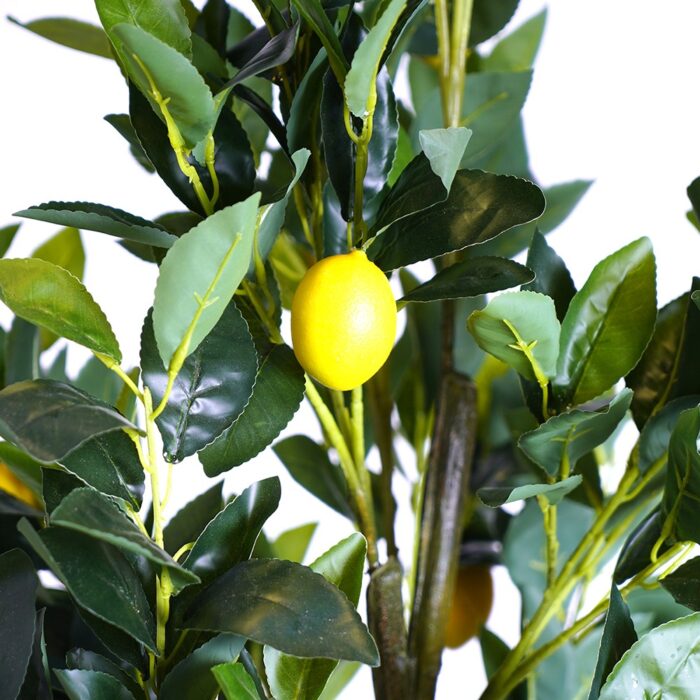 Lemon tree