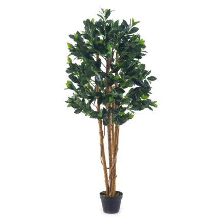 Money Tree