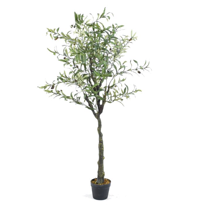 Olive Tree