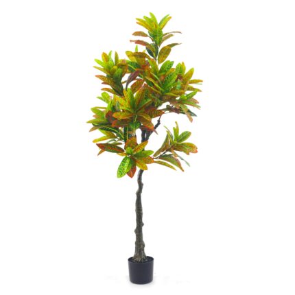 Variegated Leaf Croton Tree