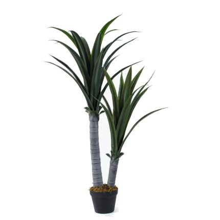 Yucca Tree