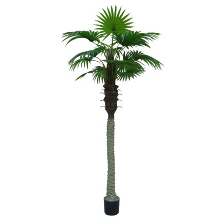 Fan Palm Tree