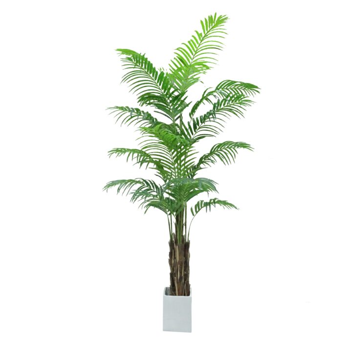 Hawaii Palm Tree