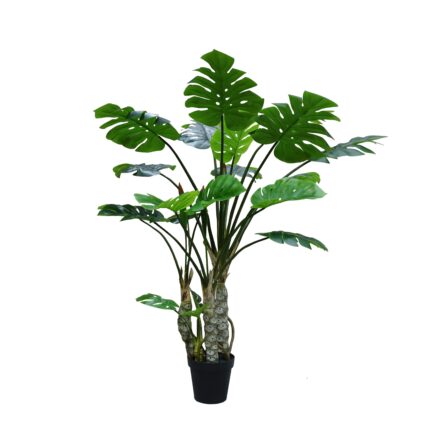 Monstera Tree