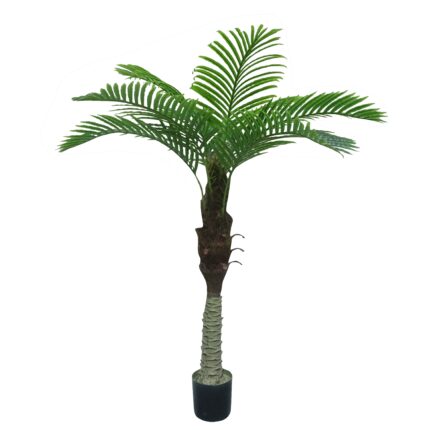 Phoenix Palm Tree